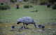 Mays Homestead - Flinders Chase National Park - thumb 1