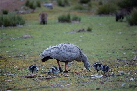 Mays Homestead - Flinders Chase National Park - Tourism Canberra 1
