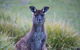 Mays Homestead - Flinders Chase National Park - thumb 2