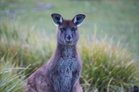 Mays Homestead - Flinders Chase National Park - Tourism Canberra 2