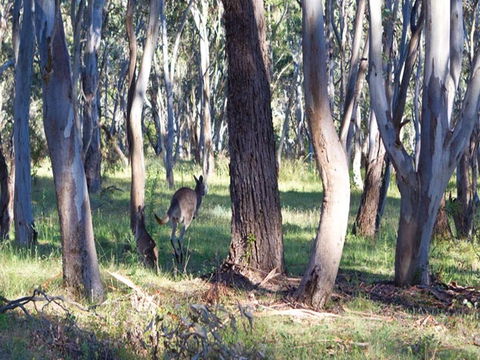 Apsley Falls Campground - Tourism Canberra 2