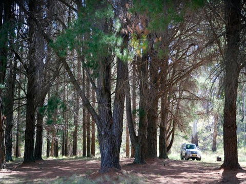 The Pines Campground - Tourism Canberra 1