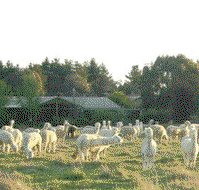 Glenhope Alpacas Self Contained Bb/farmstay - Tourism Canberra