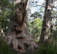 Valley of the Giants Cottage - Tourism Canberra
