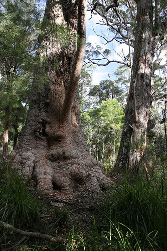 Valley Of The Giants Cottage - Tourism Canberra 0