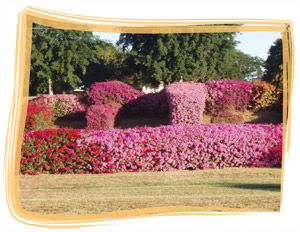 Capricorn Holiday Park - Tourism Canberra 3
