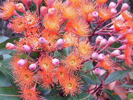 Nutkin Lodge - Tourism Canberra 5