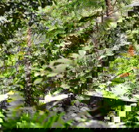 Daintree Ecolodge - Tourism Canberra