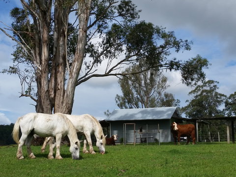 Woodenbong B And B - Tourism Canberra 0