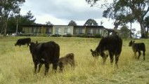 Bumblebrook Farm Motel - Tourism Canberra 1