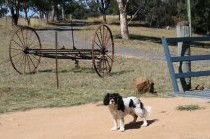 Bumblebrook Farm Motel - Tourism Canberra 5