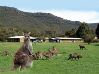 Halls Gap Log Cabins - Tourism Canberra 2