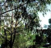 Mallacootas Shady Gully Caravan Park - Tourism Canberra