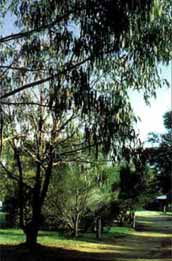 Mallacootas Shady Gully Caravan Park - Tourism Canberra 0