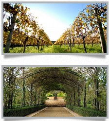 Morning Star Estate - Tourism Canberra 1