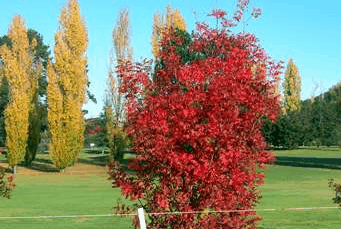 Tenterfield Golf Club Fairways Lodge - Tourism Canberra 2