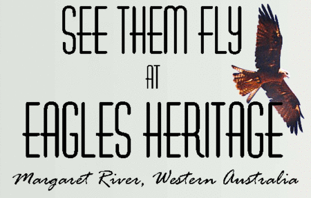 Eagles Heritage Raptor Wildlife Centre - Tourism Canberra 0