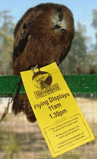 Eagles Heritage Raptor Wildlife Centre - Tourism Canberra 1