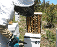 The House Of Honey - Tourism Canberra 0