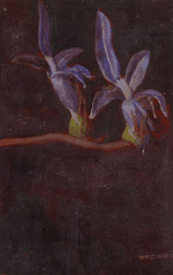 Red Hill Galleries - Tourism Canberra 2