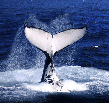 Brisbane Whale Watching - Tourism Canberra