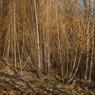 Dark Horse Experiment - Tourism Canberra 1