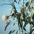 Dianne Tanzer Gallery & Projects - Tourism Canberra 1