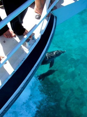 Pelican Charters - Tourism Canberra 0