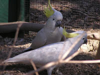 Wirrimbirra Sanctuary - Tourism Canberra 1