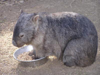 Wirrimbirra Sanctuary - Tourism Canberra 2