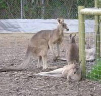 Jirrahlinga Koala  Wildlife Sanctuary - Tourism Canberra
