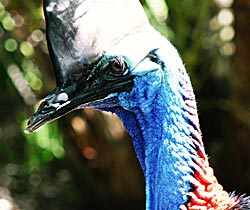 Dakabin QLD Tourism Canberra