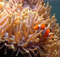 Reef HQ Great Barrier Reef Aquarium - Tourism Canberra