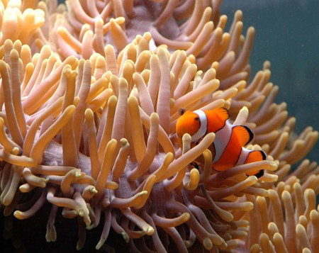 Reef HQ Great Barrier Reef Aquarium - Tourism Canberra 0