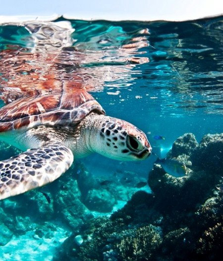 Reef HQ Great Barrier Reef Aquarium - Tourism Canberra 1