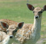 Marapana Wildlife Park - Tourism Canberra