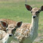 Marapana Wildlife Park - Tourism Canberra 0
