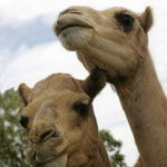 Marapana Wildlife Park - Tourism Canberra 3