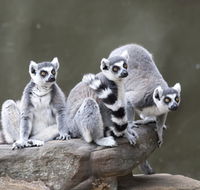 Adelaide Zoo - Tourism Canberra