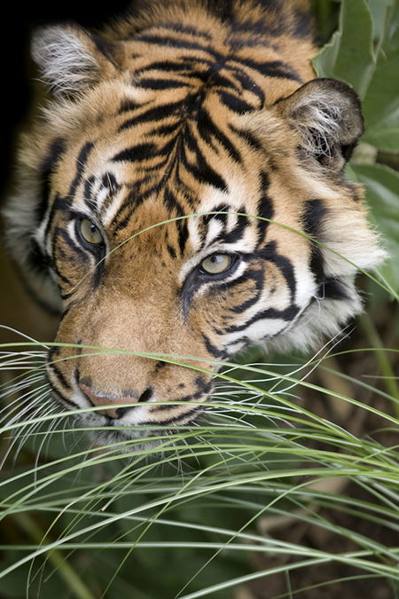 Adelaide Zoo - Tourism Canberra 1