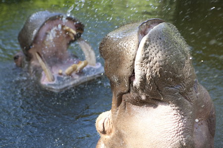 Adelaide Zoo - Tourism Canberra 2