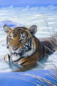 Zoo Doo Wildlife Park - Tourism Canberra 0