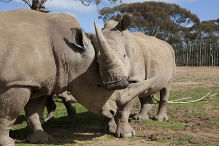Monarto Zoo - Tourism Canberra 0