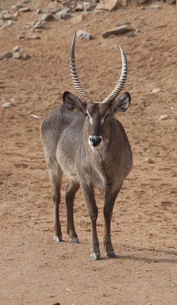 Monarto Zoo - Tourism Canberra 1