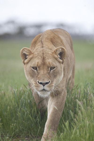 Monarto Zoo - Tourism Canberra 2