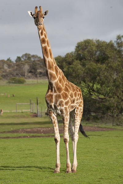 Monarto Zoo - Tourism Canberra 3
