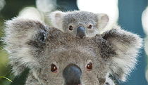 Billabong Koala And Wildlife Park - Tourism Canberra 0