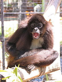 Billabong Koala And Wildlife Park - Tourism Canberra 1