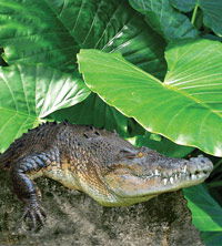 Billabong Koala And Wildlife Park - Tourism Canberra 2