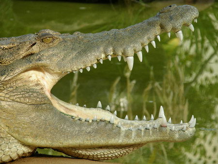 Dundee's Wildlife Park - Tourism Canberra 1